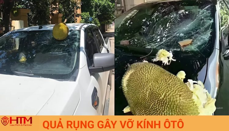 QUẢ RỤNG GÂY VỠ KÍNH ÔTÔ, NGƯỜI TRỒNG CÓ PHẢI BỒI THƯỜNG KHÔNG?